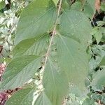 Lonicera maackii Autre
