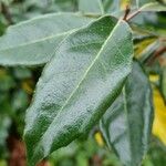 Elaeagnus pungens Leaf