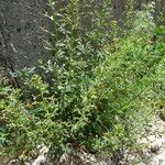 Scrophularia lucida Habit
