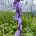 Campanula rapunculoidesLorea