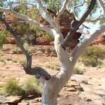 Eucalyptus camaldulensis Rhisgl