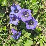 Gentiana alpina Flor