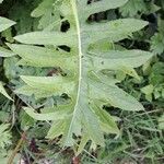 Cirsium oleraceumЛіст