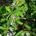 Euphorbia delphinensis Feuille