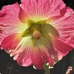 Alcea setosa പുഷ്പം