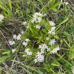 Houstonia longifolia 花