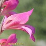 Gladiolus dubius Blodyn