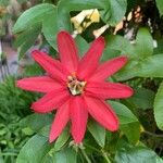 Passiflora manicata Fleur