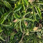 Passiflora caerulea Leaf