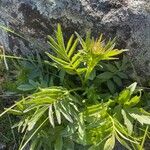 Valeriana sambucifolia
