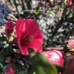 Chaenomeles japonicaLorea