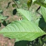 Lycianthes rantonnetii Leaf