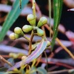 Corymbia citriodora Feuille