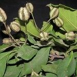 Pisonia macranthocarpa 其他