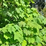 Dombeya burgessiae Хабит