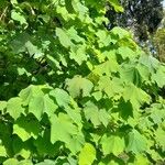 Dombeya burgessiae Habit