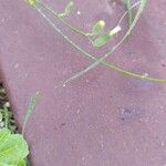 Crepis pulchra Цвят