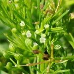 Cyclospermum leptophyllum Flower