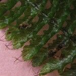 Trichomanes crispum Otro