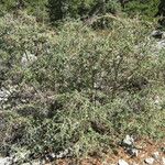 Ceanothus leucodermis Hábito