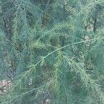 Asparagus officinalis Blad