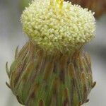 Phagnalon graecum Flower
