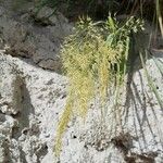 Achnatherum calamagrostis Flors