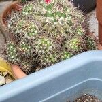 Mammillaria voburnensis 葉