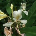 Hedychium flavescens Λουλούδι
