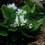 Cochlearia pyrenaica 花