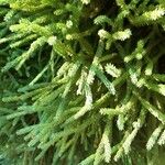 Cryptomeria japonica 葉