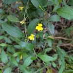 Goodenia ovata Blomst