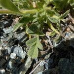 Phacelia corymbosa Leaf