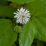 Melanthera nivea Voninkazo