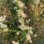 Erigeron strigosus花