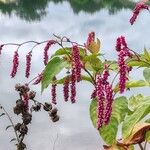 Persicaria orientalisফুল