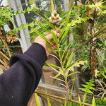 Freycinetia cumingiana Pokrój