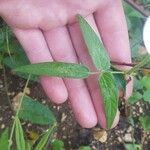 Vigna vexillata Folha