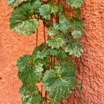 Tellima grandiflora पत्ता