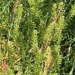 Lepidium bonariense Folha