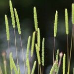 Phleum pratense Leaf