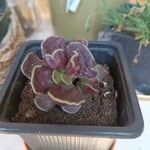 Adromischus cooperiBark