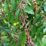 Hymenocardia ulmoides Fruit