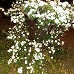 Spiraea cantoniensis ശീലം