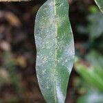 Xylopia richardii Leaf