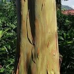 Eucalyptus deglupta Bark