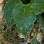 Phyteuma sieberi Hoja