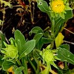 Gaillardia spathulata Flor