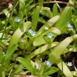 Myosotis sicula Folha