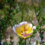 Calochortus plummerae Flower